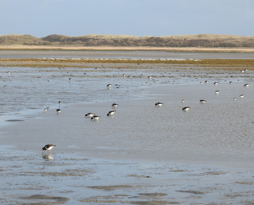 Oystercatchers foraging on the mudflats. Credits: Bruno Ens (CC-BY 4.0)