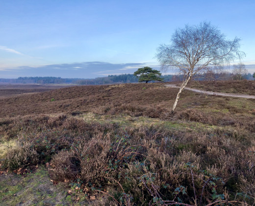 The Renderklippen heathland on the Veluwe. Credits: Vincent van Zeijst (CC-BY-SA 4.0)